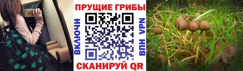 Галлюциногенные грибы GOLDEN TEACHER Лабинск